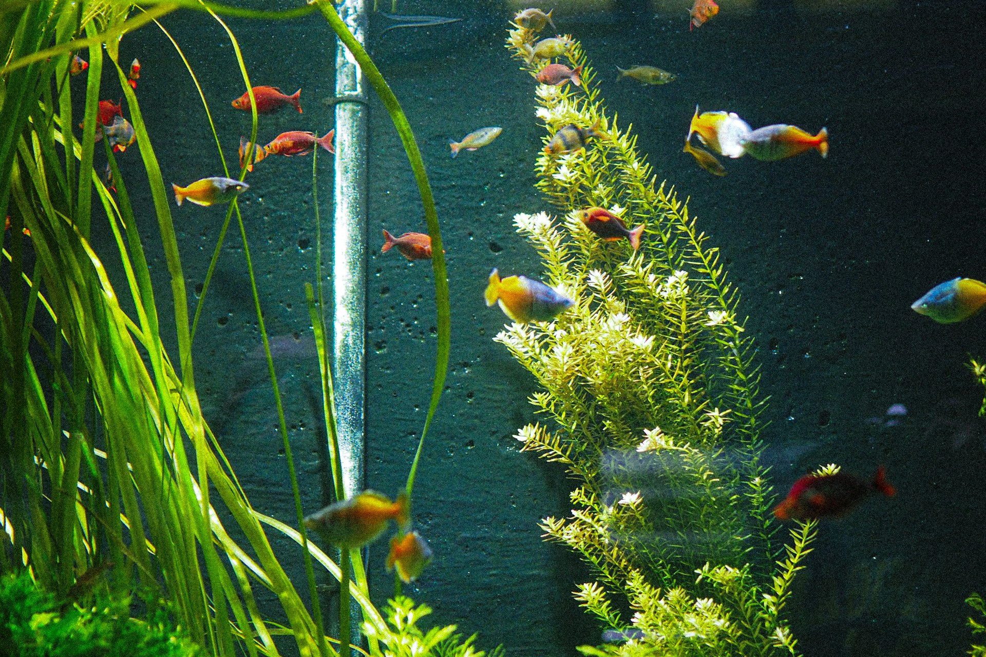 Acuario plantado con peces de agua dulce