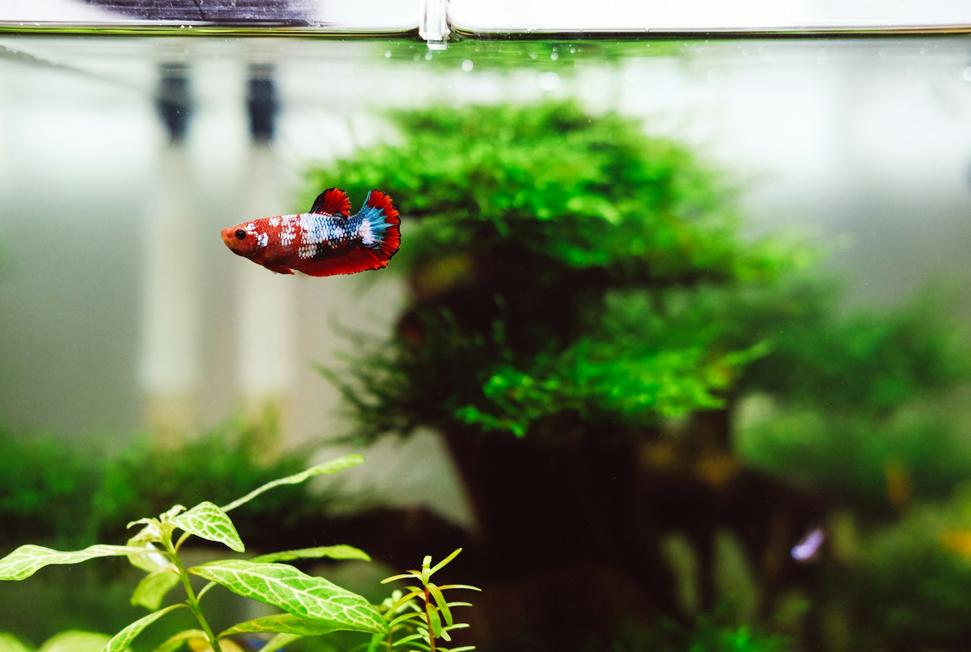 Peces de colores en un acuario