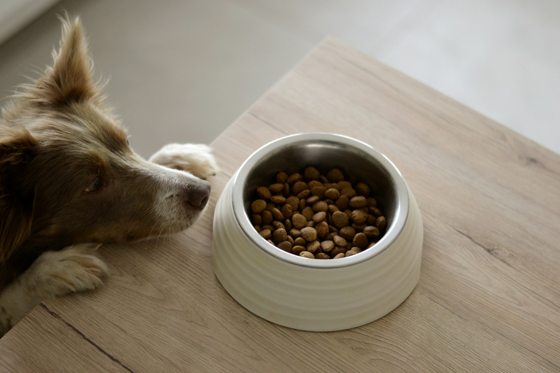 Perro comiendo de su plato