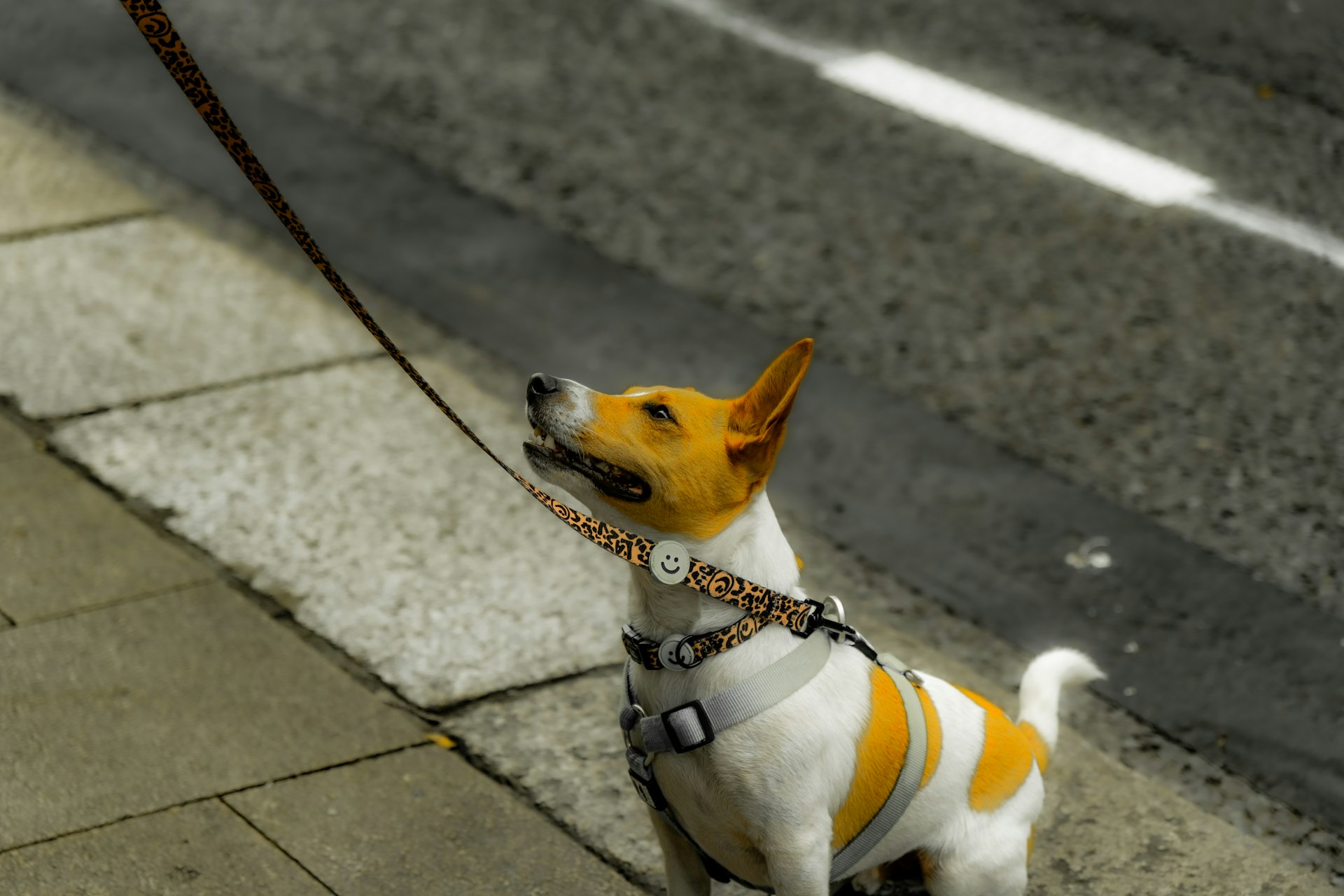 Correa y collar para perro
